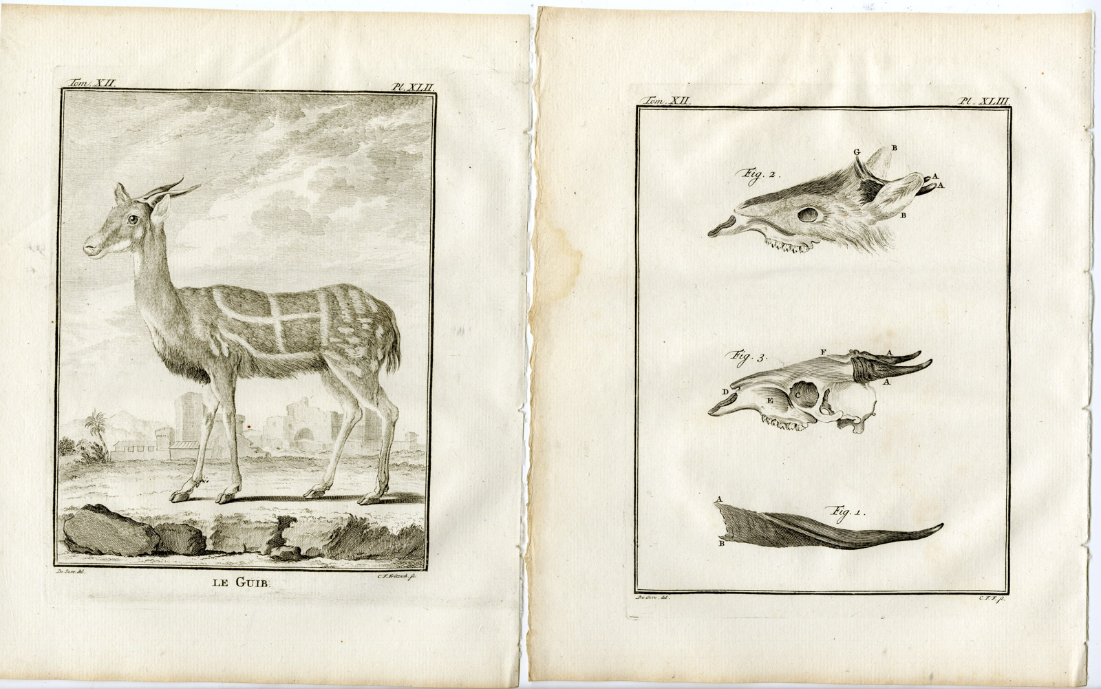Pco 19497 416x260 2 Antique Prints-BUSHBUCK-TRAGELAPHUS SCRIPTUS-GUIB-P.42-43-Fritsch-Buffon-1781