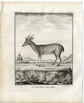Antique Print-INDIAN MUNTJAC-MUNTIACUS MUNTJAK-P.44-Fritsch-Buffon-1781