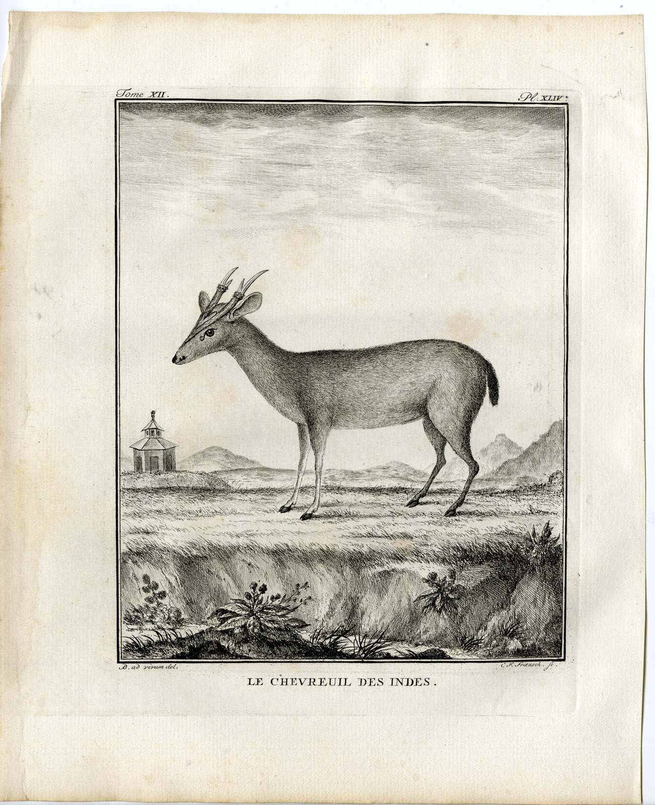 , Antique Print-INDIAN MUNTJAC-MUNTIACUS MUNTJAK-P.44-Fritsch-Buffon-1781, Pictura Antique Prints