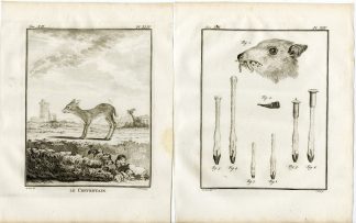 2 Antique Prints-CHEVROTAIN-MOUSE DEER-TRAGULUS-P.44-45-Fritsch-Buffon-1781