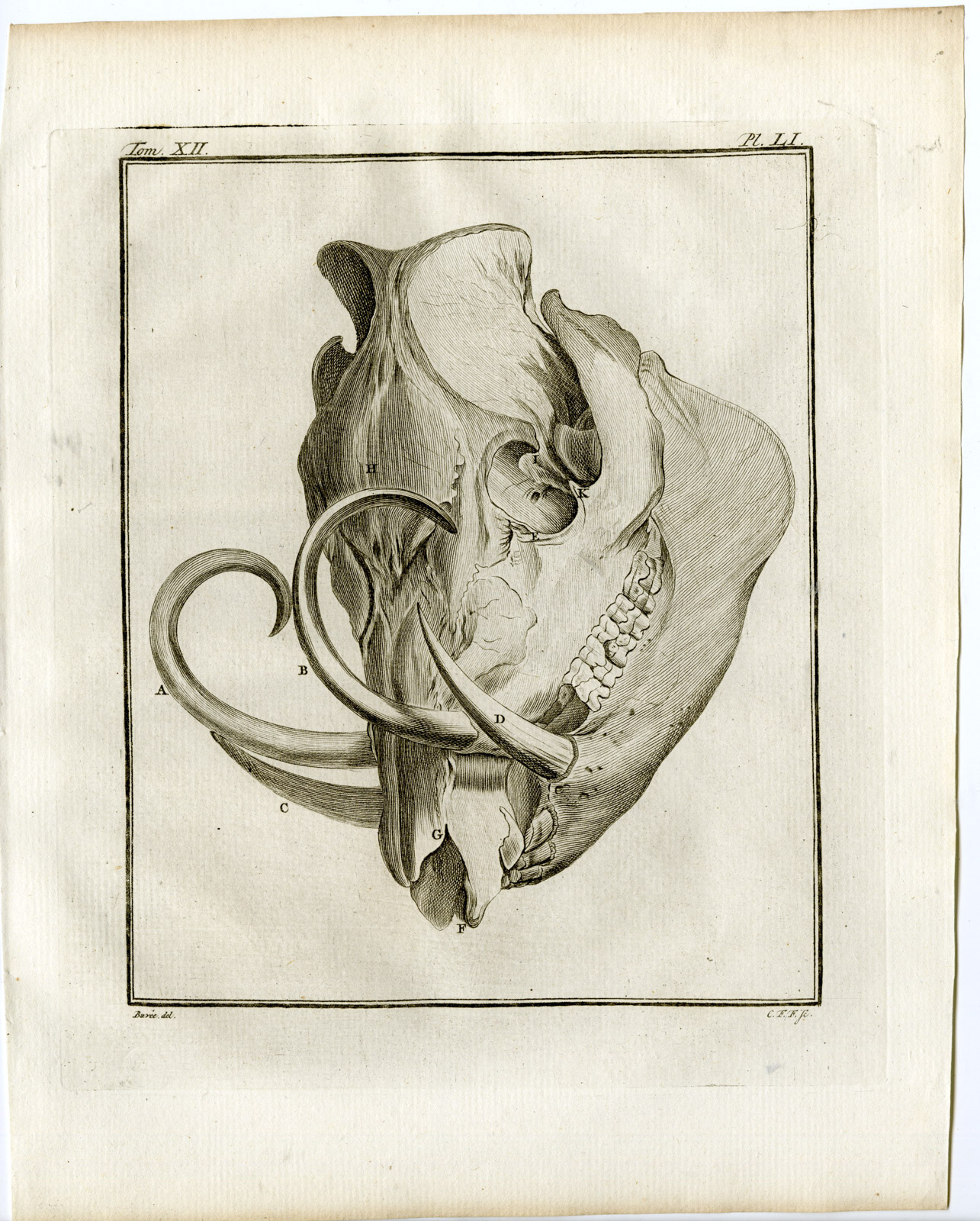 , 2 Antique Prints-BABIRUSA-DEER PIG-BABIROUSSA-PL. 4-de Bakker-Buffon-1784, Pictura Antique Prints