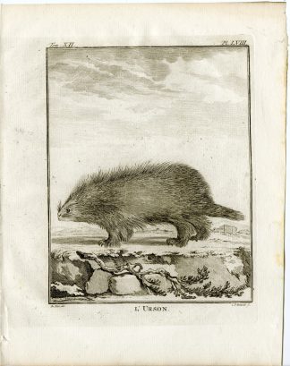 Antique Print-NORTH AMERICAN PORCUPINE-CANADIAN-P.58-Fritsch-Buffon-1781