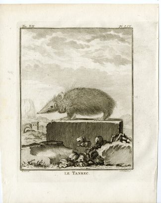 Antique Print-TAILLESS TENREC-ECAUDATUS-TANREC-P.59-Fritsch-Buffon-1781