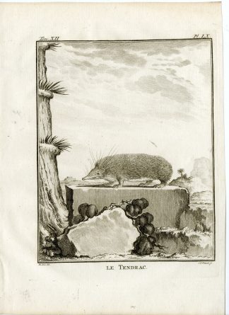 Antique Print-HEDGEHOG-TENDRAC-P.60-Fritsch-Buffon-1781