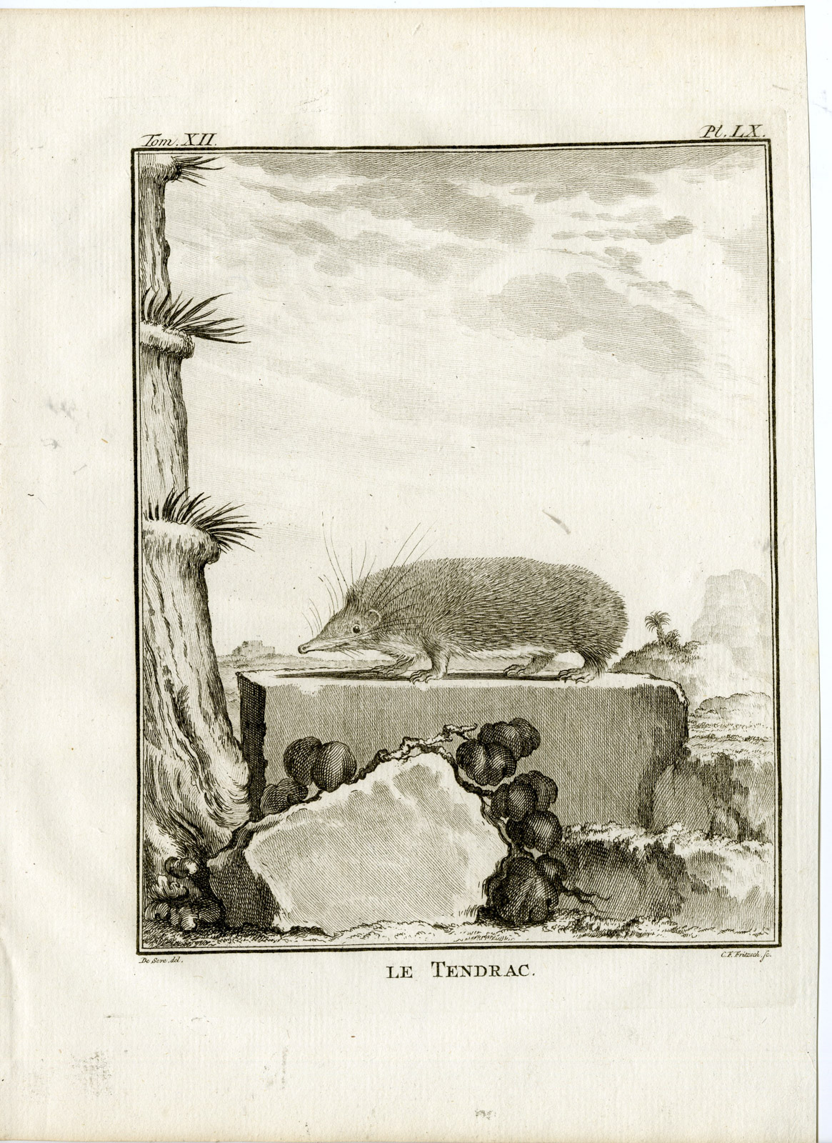 , Antique Print-HEDGEHOG-TENDRAC-P.60-Fritsch-Buffon-1781, Pictura Antique Prints