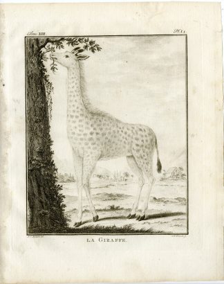5 Antique Prints-GIRAFFE-SKELETON-PL. I-Fritsch-Buffon-1782