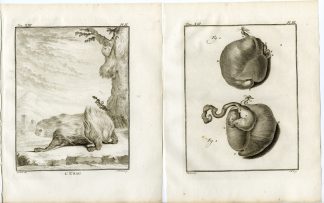 4 Antique Prints-LINNAEUS`S TWO TOED SLOTH-UNAU-PL. 2-5-Fritsch-Buffon-1782