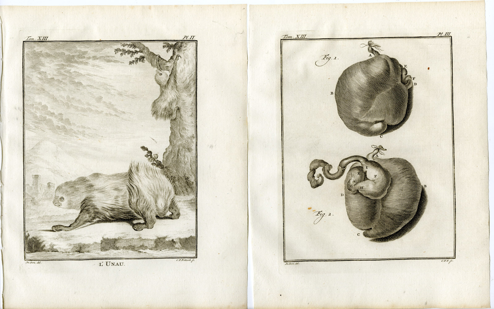 , 4 Antique Prints-LINNAEUS`S TWO TOED SLOTH-UNAU-PL. 2-5-Fritsch-Buffon-1782, Pictura Antique Prints