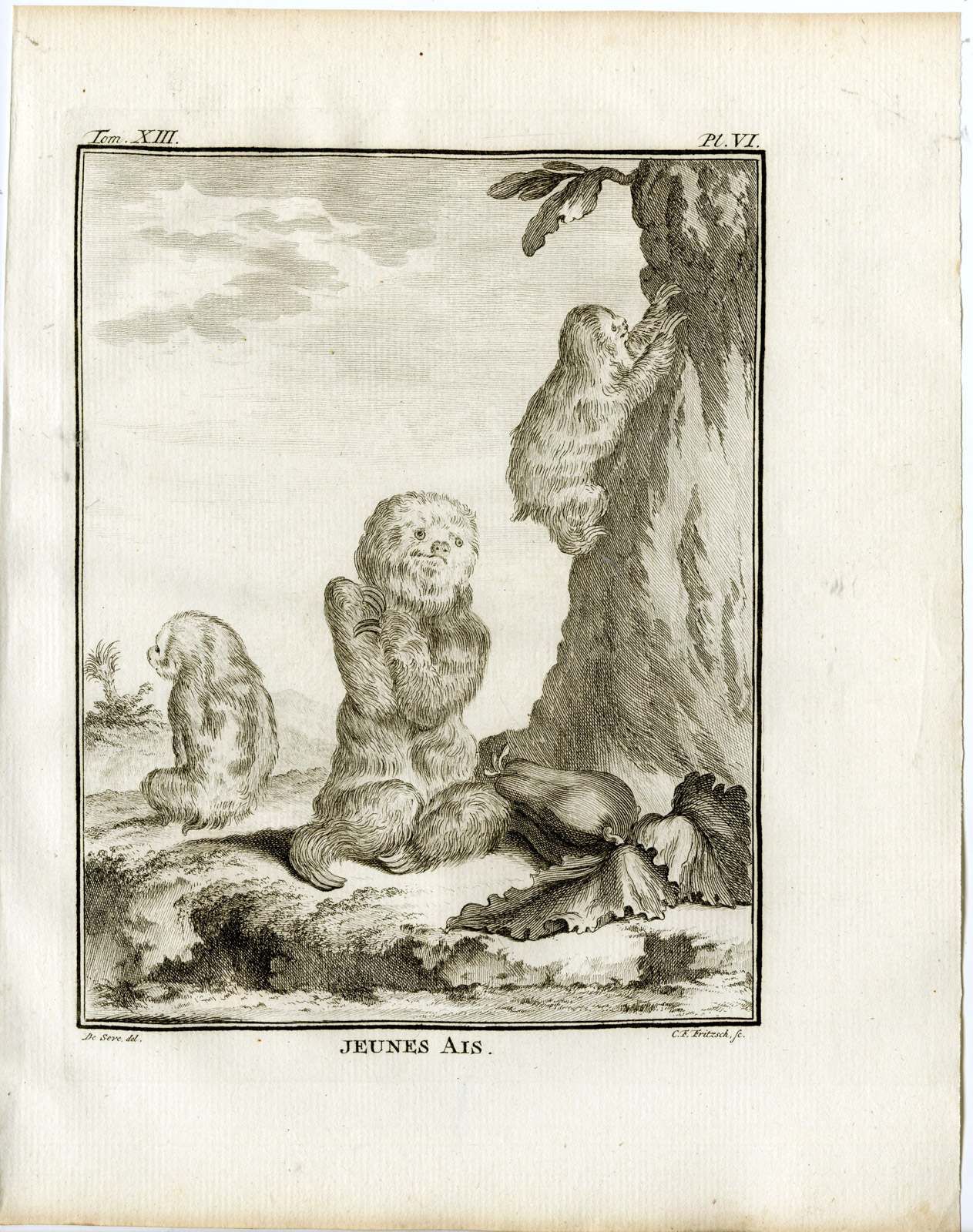 , 3 Antique Prints-PALE THROATED SLOTH-AI-ANATOMY-PL. 6-8-Fritsch-Buffon-1782, Pictura Antique Prints