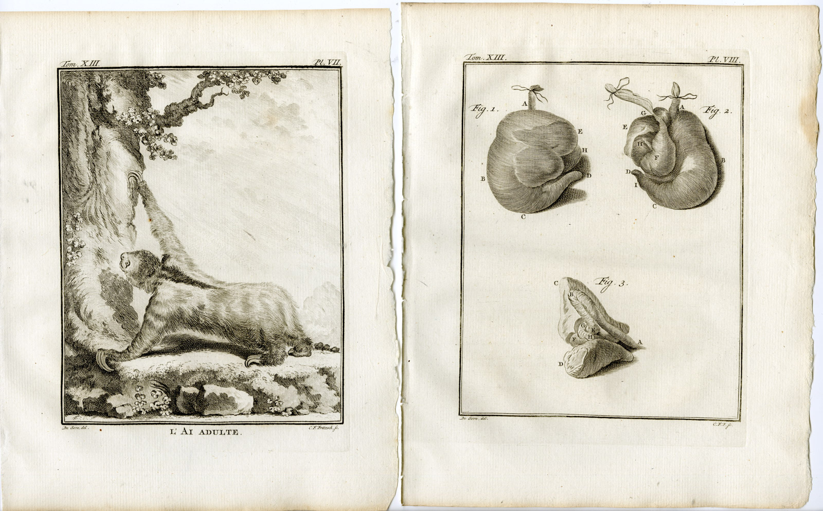 , 3 Antique Prints-PALE THROATED SLOTH-AI-ANATOMY-PL. 6-8-Fritsch-Buffon-1782, Pictura Antique Prints