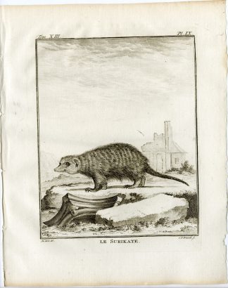 Antique Print-SURICATE-MEERKAT-SURICATA SURICATTA-PL. 9-Fritsch-Buffon-1782