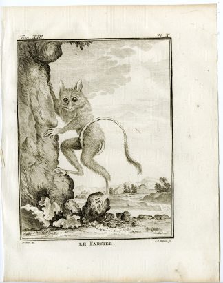 Antique Print-TARSIER-PRIMATE-TARSIUS-PL. 10-Fritsch-Buffon-1782