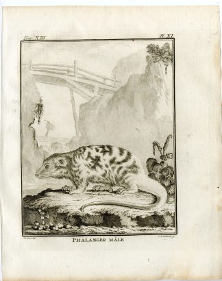 3 Antique Prints-PHALANGER-CUSCUS-POSSUM-ANATOMY-PL. 11-13-Fritsch-Buffon-1782