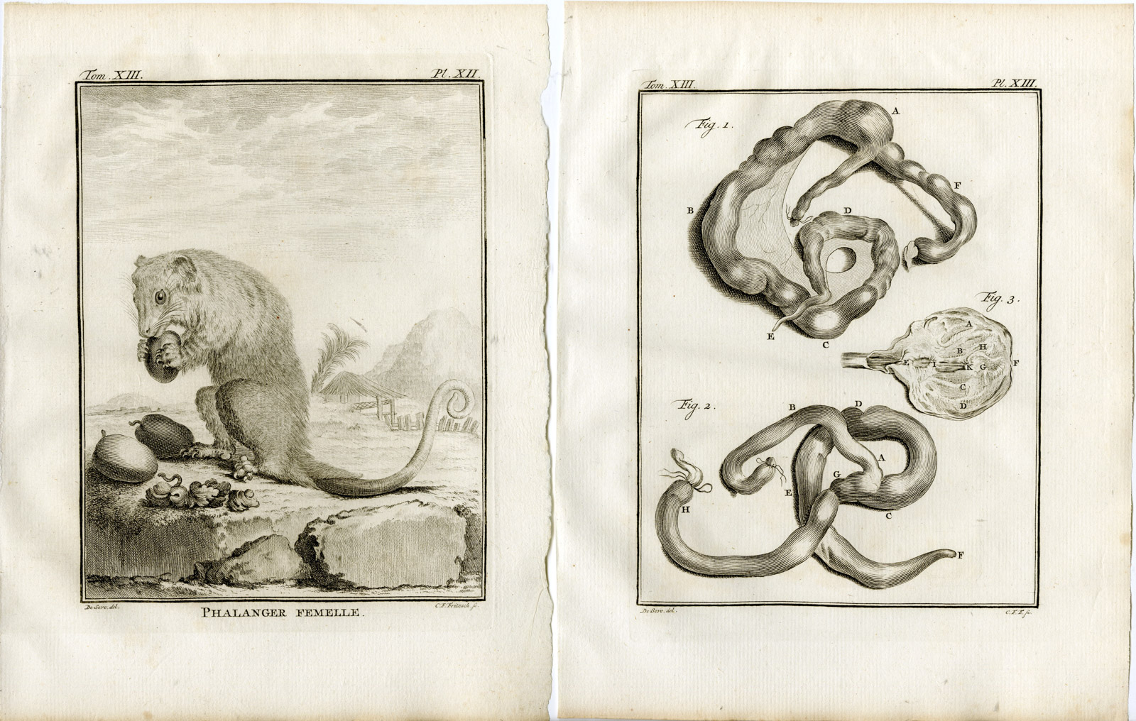 , 3 Antique Prints-PHALANGER-CUSCUS-POSSUM-ANATOMY-PL. 11-13-Fritsch-Buffon-1782, Pictura Antique Prints
