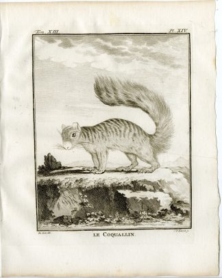 Antique Print-SQUIRREL-COQUALLIN-PL. 14-Fritsch-Buffon-1782