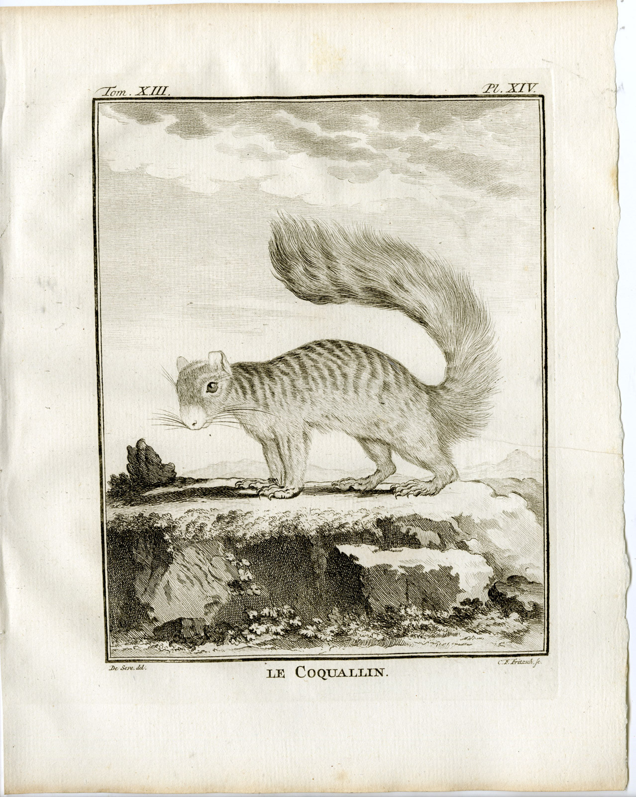 , Antique Print-SQUIRREL-COQUALLIN-PL. 14-Fritsch-Buffon-1782, Pictura Antique Prints