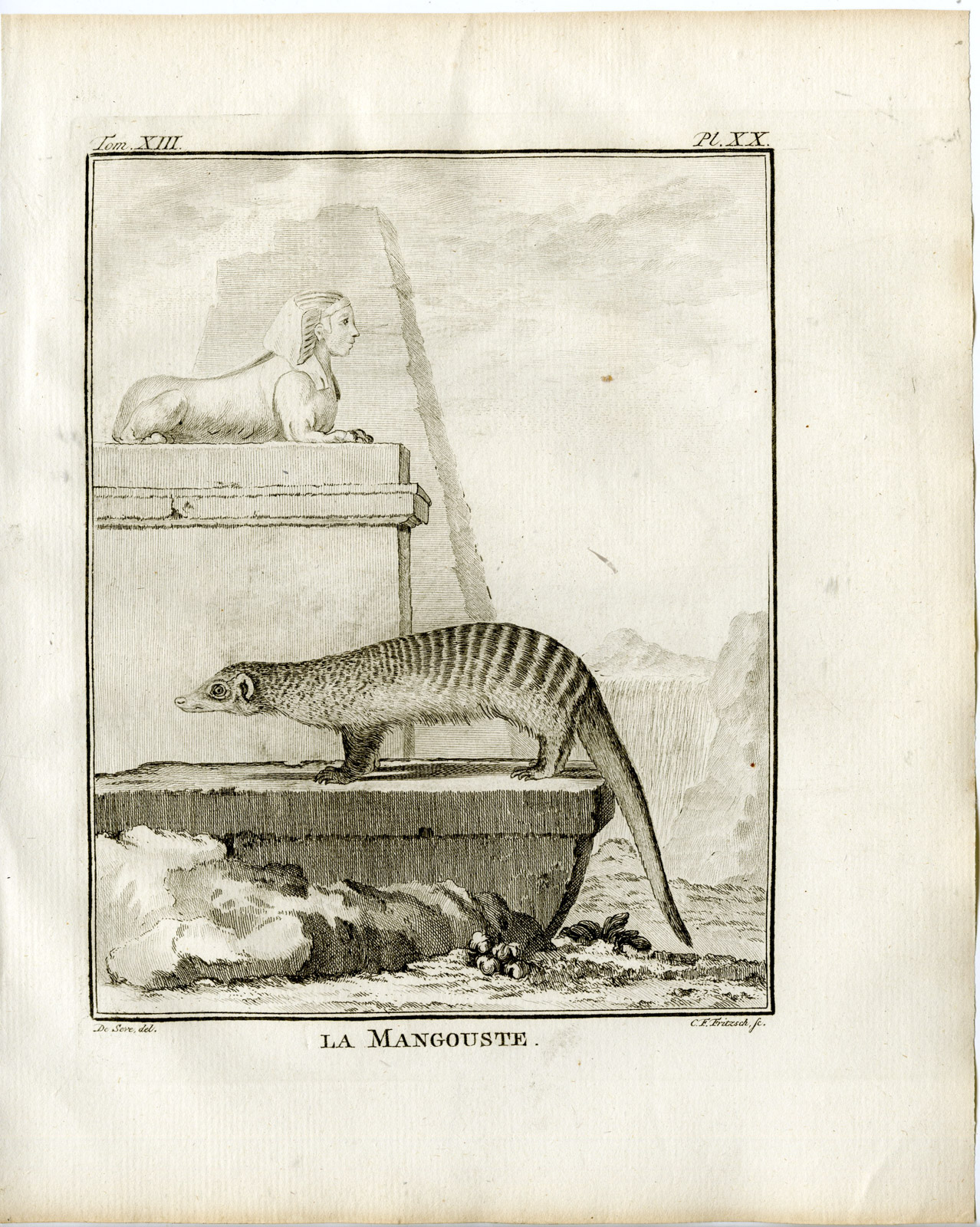 , Antique Print-MANGOUSTE-MONGOOSE-PL. 20-Fritsch-Buffon-1782, Pictura Antique Prints
