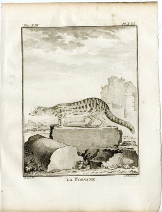 Antique Print-FOSSA-CRYPTOPROCTA FEROX-PL. 21-Fritsch-Buffon-1782