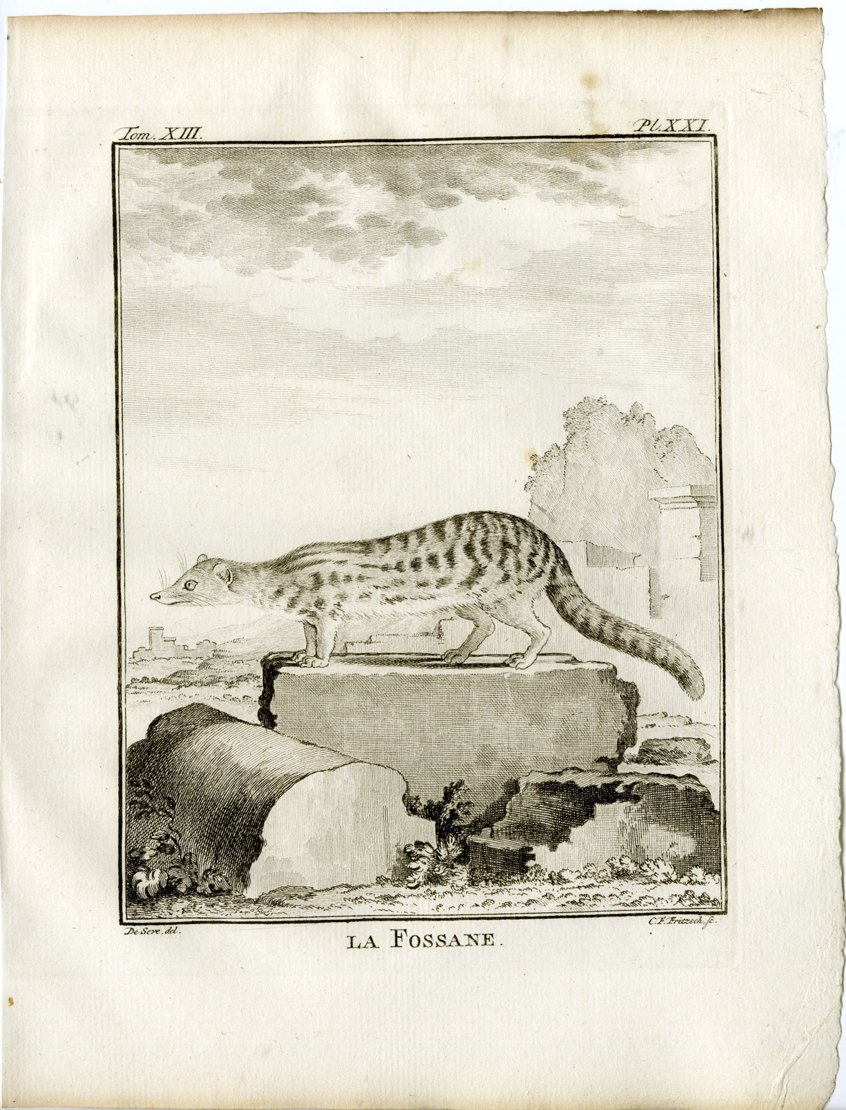 , Antique Print-FOSSA-CRYPTOPROCTA FEROX-PL. 21-Fritsch-Buffon-1782, Pictura Antique Prints