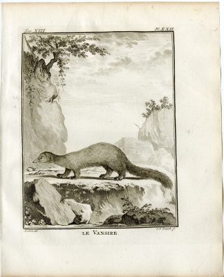 Antique Print-MARSH MONGOOSE-ATILAX PALUDINOSUS-PL. 22-Fritsch-Buffon-1782