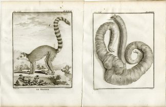 4 Antique Prints-RING TAILED LEMUR-CATTA-ANATOMY-PL. 23-26-Fritsch-Buffon-1782