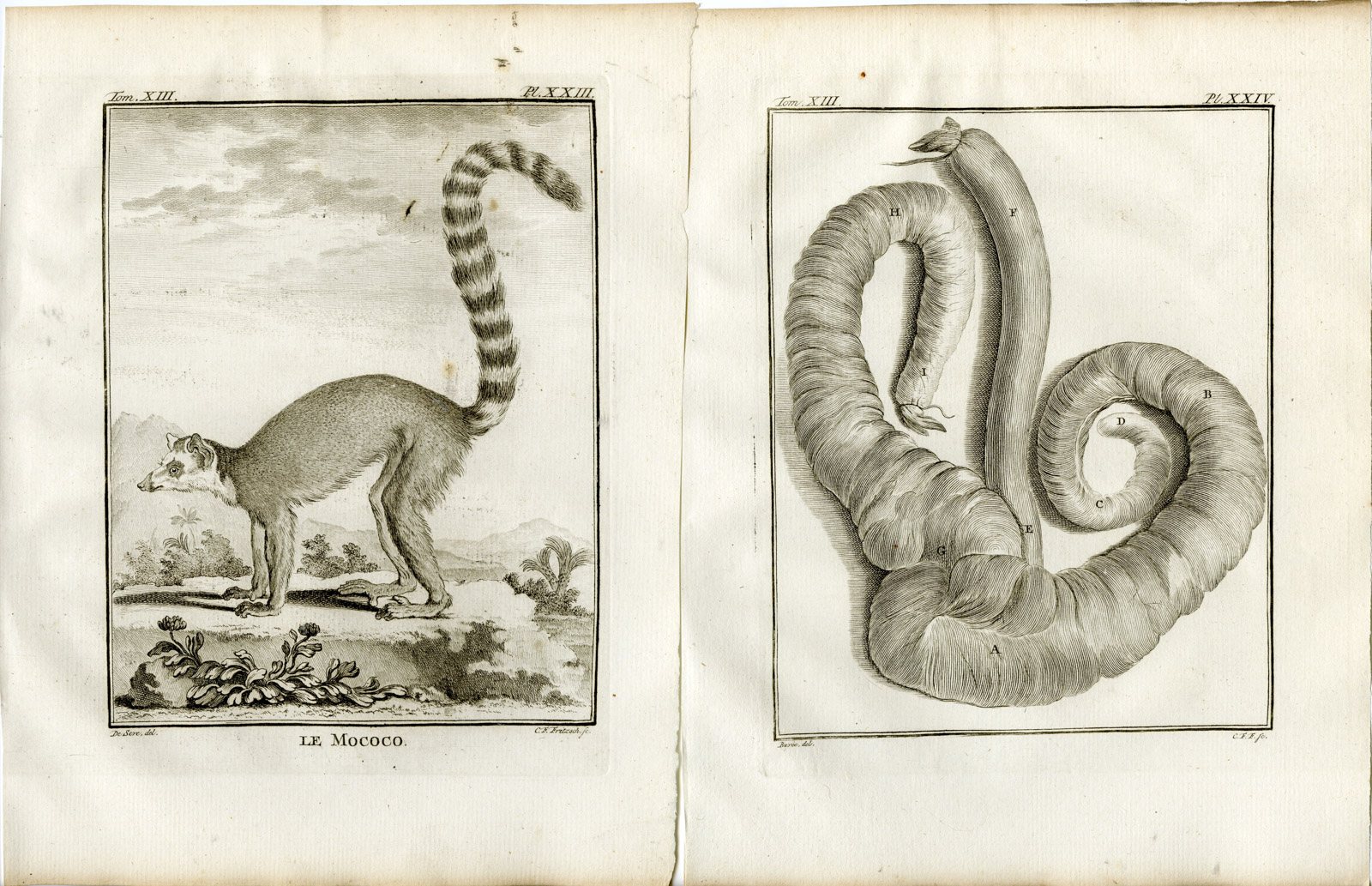 , 4 Antique Prints-RING TAILED LEMUR-CATTA-ANATOMY-PL. 23-26-Fritsch-Buffon-1782, Pictura Antique Prints