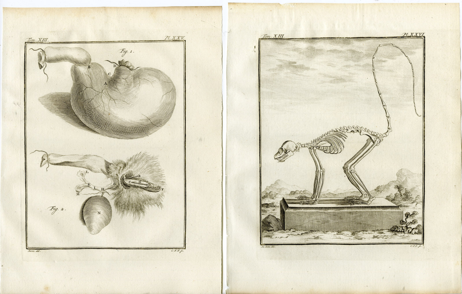 , 4 Antique Prints-RING TAILED LEMUR-CATTA-ANATOMY-PL. 23-26-Fritsch-Buffon-1782, Pictura Antique Prints