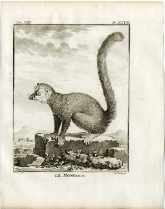 Antique Print-MONGOOSE LEMUR-EULEMUR MONGOZ-PL. 27-Fritsch-Buffon-1782