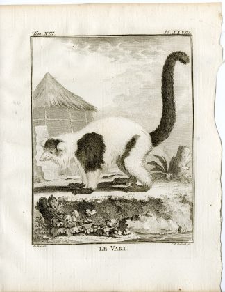 3 Antique Prints-BLACK AND WHITE RUFFED LEMUR-VARI-PL. 28-30-Fritsch-Buffon-1782