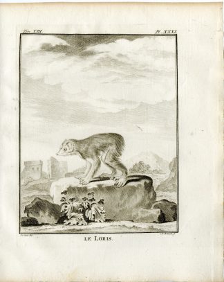 3 Antique Prints-LORIS-PRIMATE-ANATOMY-PL. 31-33-Fritsch-Buffon-1782