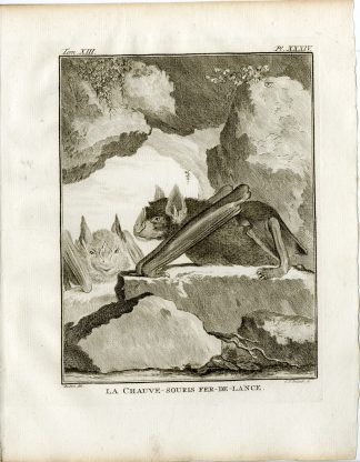 Antique Print-JAMAICAN FRUIT BAT-COMMON-MEXICAN-PL. 34-Fritsch-Buffon-1782