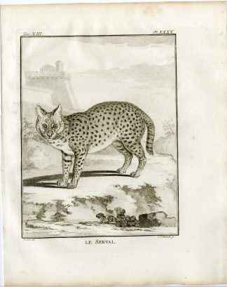 Antique Print-LEPTAILURUS SERVAL-PL. 35-Fritsch-Buffon-1782