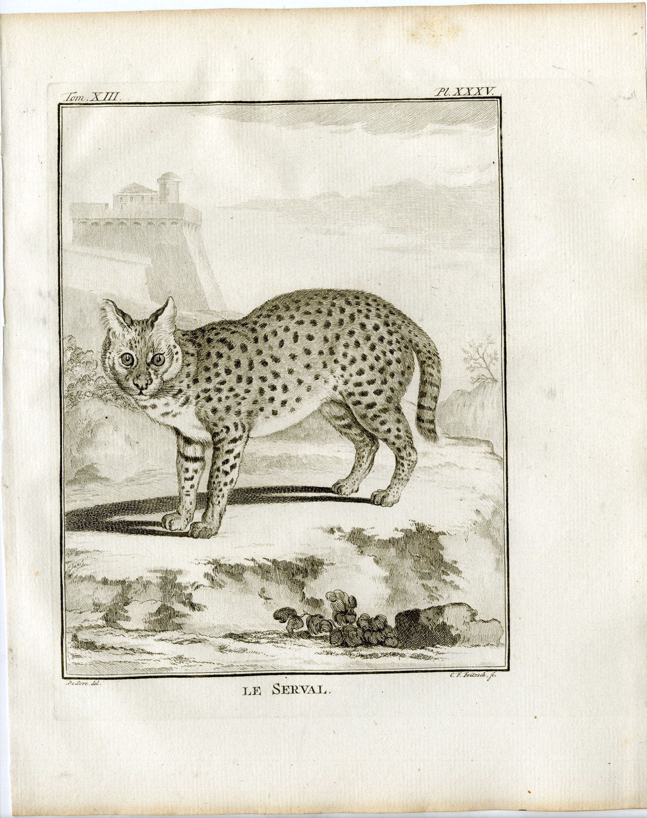 , Antique Print-LEPTAILURUS SERVAL-PL. 35-Fritsch-Buffon-1782, Pictura Antique Prints