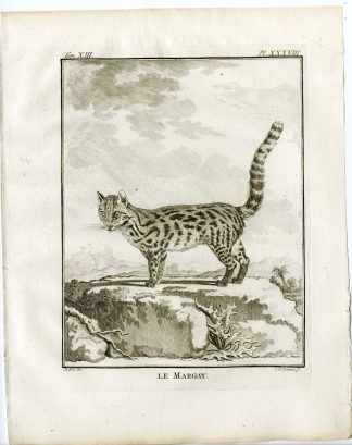 Antique Print-MARGAY-LEOPARDUS WIEDII-PL. 38-Fritsch-Buffon-1782