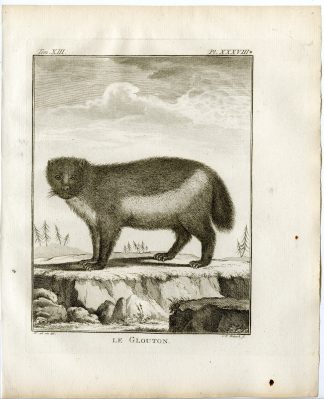 Antique Print-WOLVERINE-GLUTTON-GULO GULO-PL. 38-Fritsch-Buffon-1782