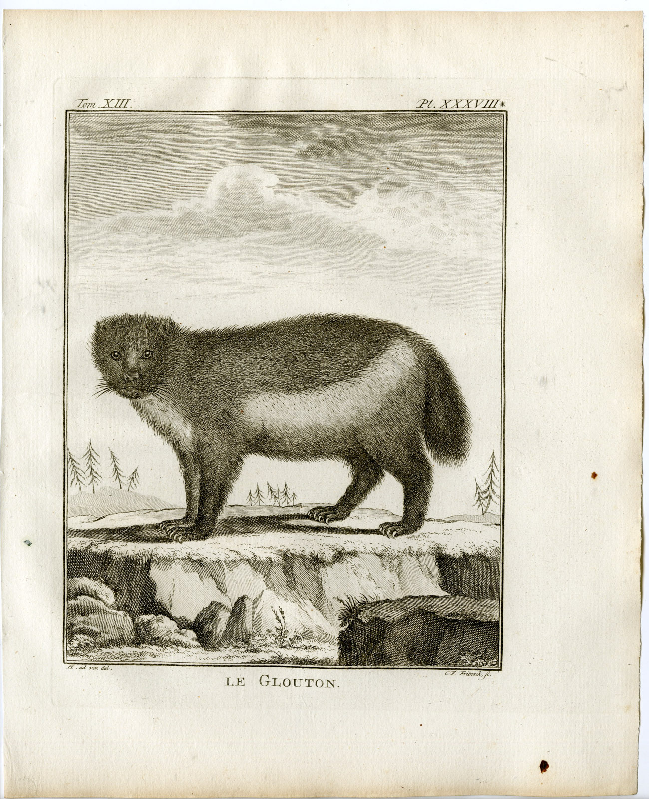 , Antique Print-WOLVERINE-GLUTTON-GULO GULO-PL. 38-Fritsch-Buffon-1782, Pictura Antique Prints