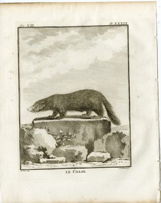 Antique Print-COASE-MUSTELIDAE-PL. 39-Fritsch-Buffon-1782
