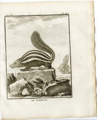 Antique Print-HOG NOSED SKUNK-CONEPATE-PL. 41-Fritsch-Buffon-1782