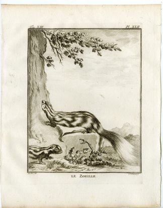 Antique Print-STRIPED POLECAT-ICTONYX STRIATUS-ZORILLE-PL 42-Fritsch-Buffon-1782