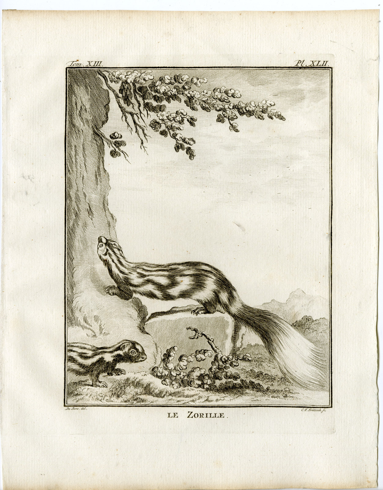 , Antique Print-STRIPED POLECAT-ICTONYX STRIATUS-ZORILLE-PL 42-Fritsch-Buffon-1782, Pictura Antique Prints