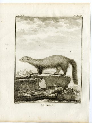Antique Print-FISHER-PEKANIA PENNANTI-PL. 43-Fritsch-Buffon-1782