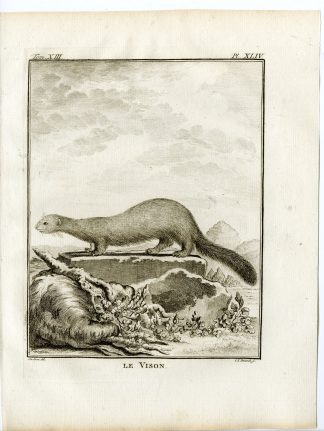 Antique Print-AMERICAN MINK-NEOGALE VISON-PL. 44-Fritsch-Buffon-1782