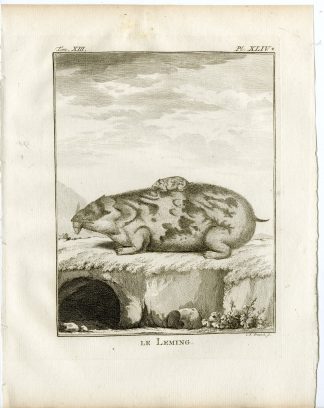 Antique Print-LEMING-LEMMING-PL. 44-Fritsch-Buffon-1782