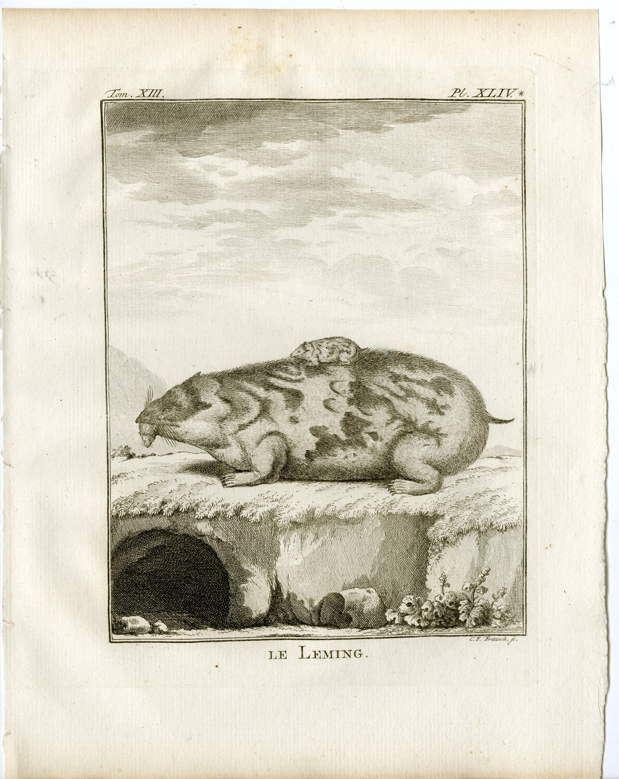 , Antique Print-LEMING-LEMMING-PL. 44-Fritsch-Buffon-1782, Pictura Antique Prints