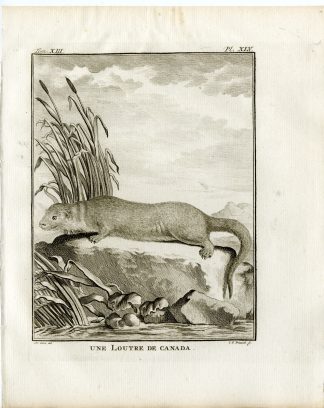 Antique Print-CANADIAN OTTER-LOUTRE-LUTRA-PL. 45-Fritsch-Buffon-1782