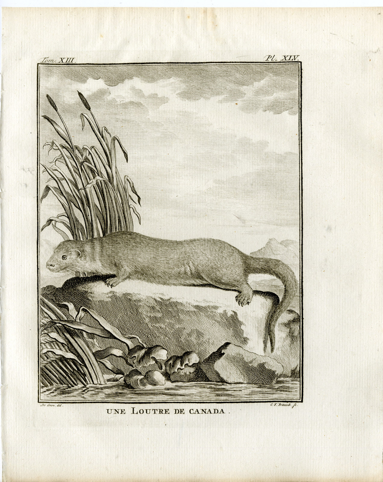 , Antique Print-CANADIAN OTTER-LOUTRE-LUTRA-PL. 45-Fritsch-Buffon-1782, Pictura Antique Prints