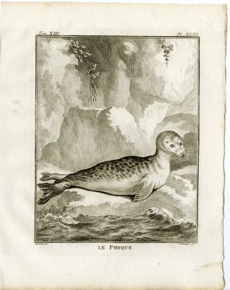 9 Antique Prints-PHOCA VITULINA-HARBOUR SEAL-COMMON-PL.46-54-Fritsch-Buffon-1782