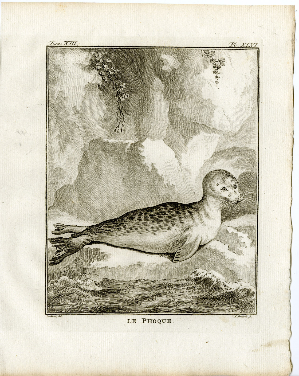 Pco 19553 416x523 9 Antique Prints-PHOCA VITULINA-HARBOUR SEAL-COMMON-PL.46-54-Fritsch-Buffon-1782