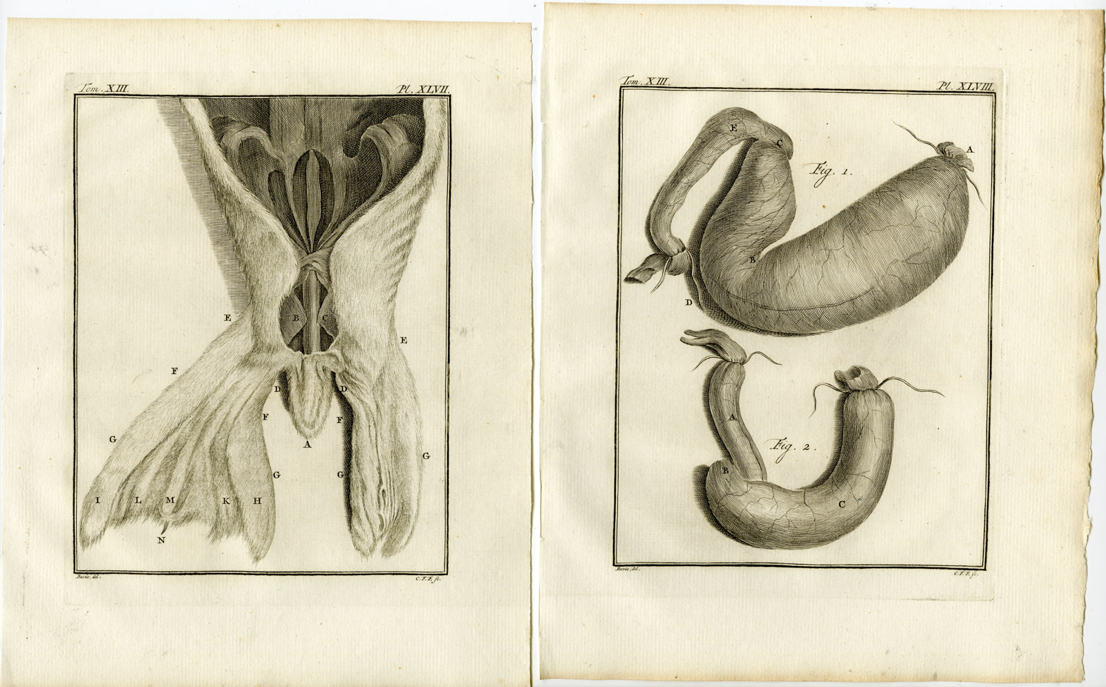 Pco 19554 416x258 9 Antique Prints-PHOCA VITULINA-HARBOUR SEAL-COMMON-PL.46-54-Fritsch-Buffon-1782 - Image 2