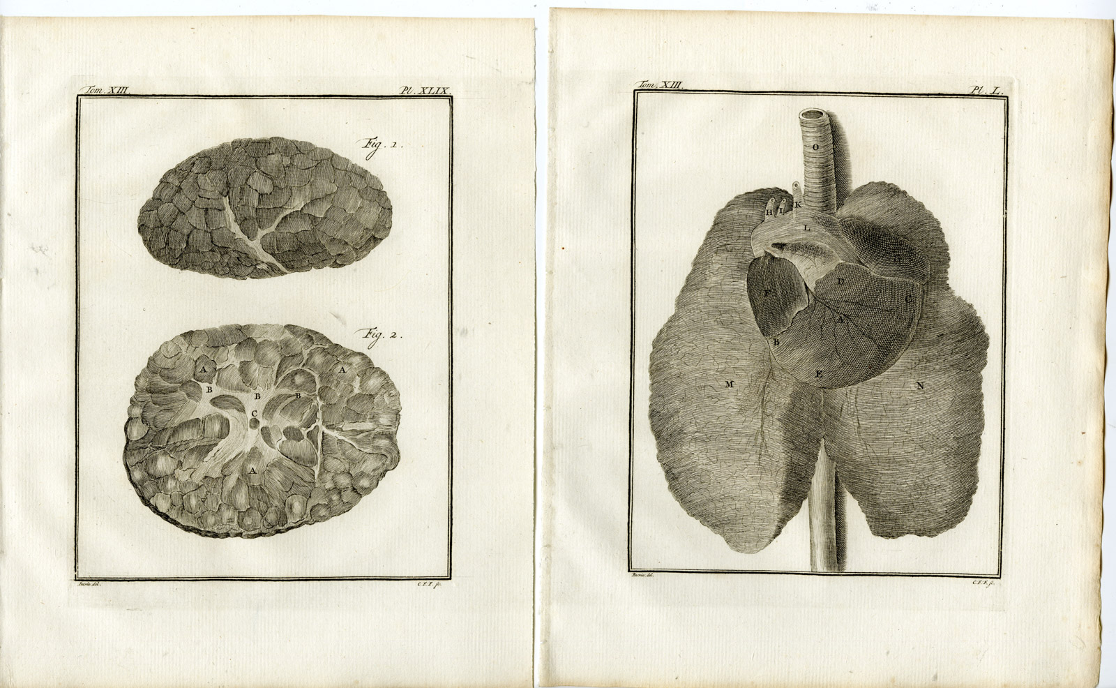 Pco 19555 416x256 9 Antique Prints-PHOCA VITULINA-HARBOUR SEAL-COMMON-PL.46-54-Fritsch-Buffon-1782 - Image 3